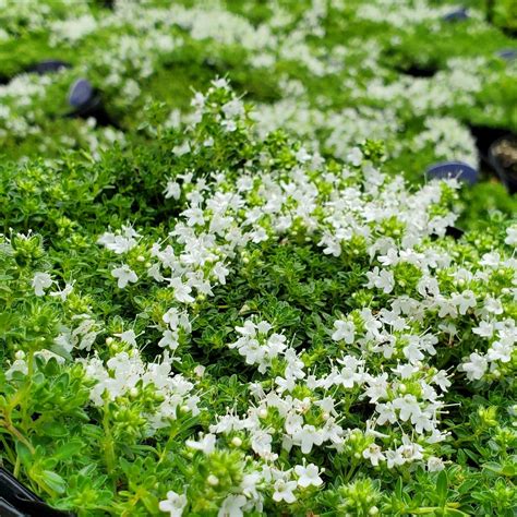 White Creeping Thyme: A Beautiful Ground Cover for Your Garden